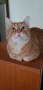 Ginger (2)